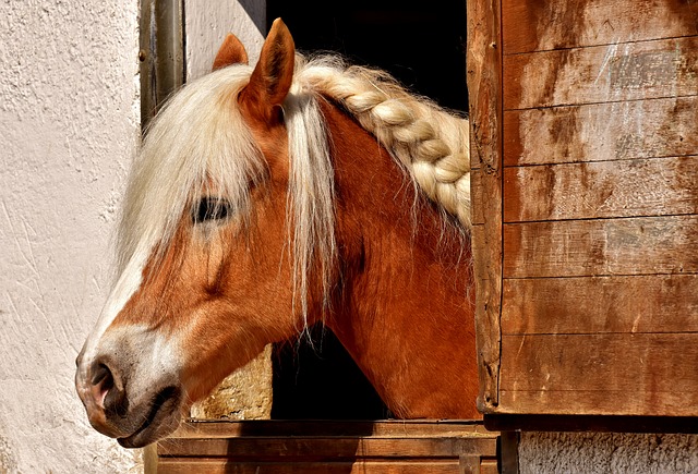 horse braid
